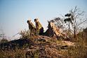 20090618_083855 D3 (1) X1